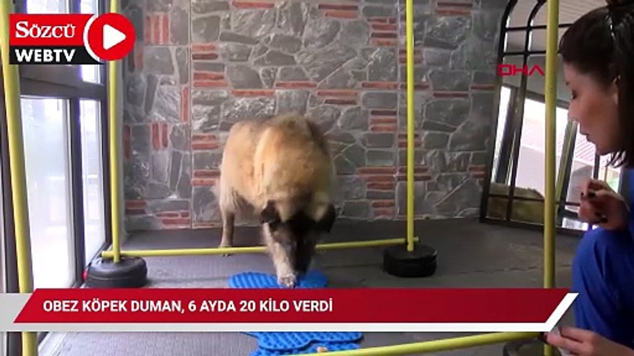 Obez köpek Duman, 6 ayda 20 kilo verdi