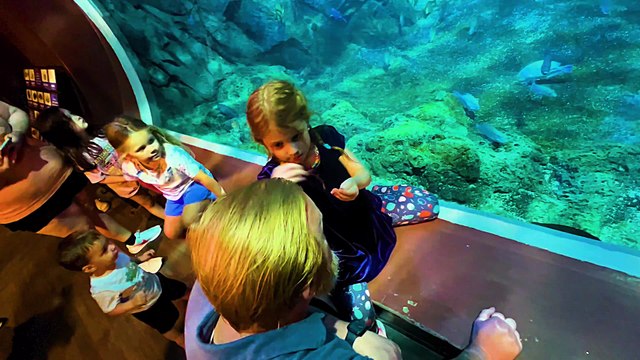 STL Aquarium - July 29, 2025 - Union Station St. Louis, Missouri