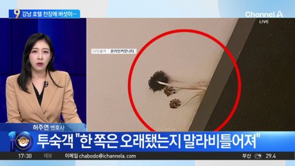 강남 4성급 호텔 천장에 ‘버섯’이…이유는 ‘실수’?