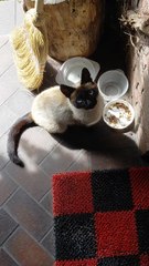 Those Blue Eyes! 😻 Cat’s Adorable ‘Thank You’ After Lunch #funnycats #funnyanimals #shorts #funnyshorts