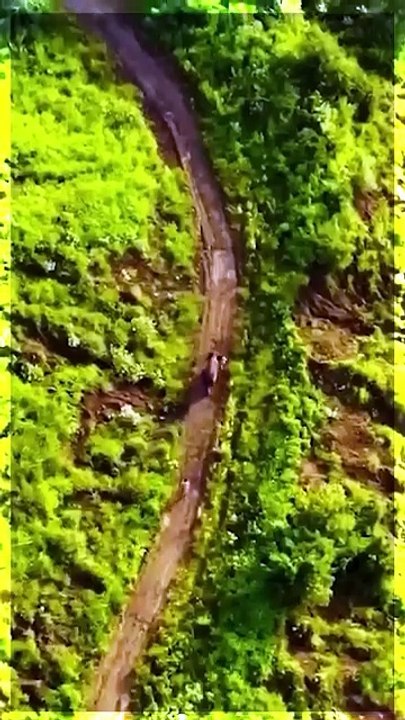 जहां सबसे ज़्यादा हाथी, वहीं अब सबसे बड़ा हाथी पुनर्वास केंद्र- Vantara 🏞️