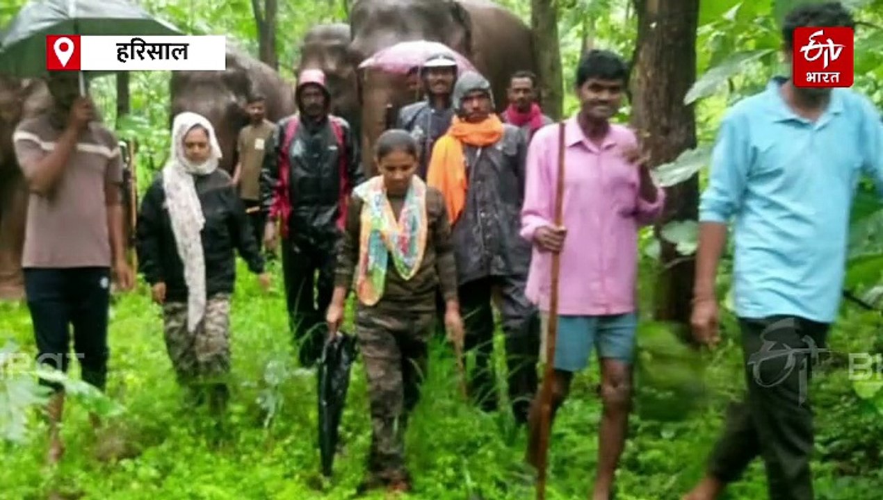 मेळघाटात मानव वन्यजीव संघर्ष रोखण्यासाठी कोलाकसचे चार हत्ती विशेष मोहिमेवर; हरिसालला 'यासाठी' करण्यात आलं 'तैनात'