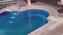 Un león marino se cuela en un hotel para darse un baño en la piscina: "Con permiso, humano"