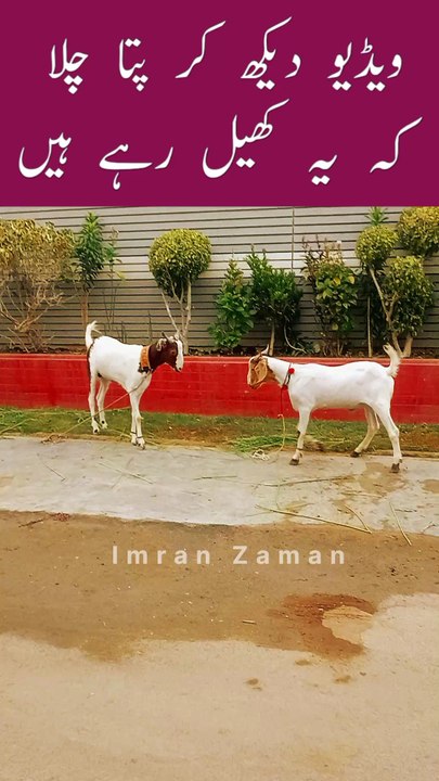 Baad Me Pata Chala k Ye KHEL Rahy Hy😄