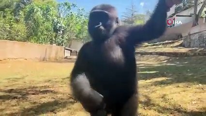 Koruma altındaki yavru goril Zeytin, Nijerya’daki yeni yuvasına uğurlanacak