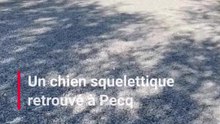 Un chien squelettique retrouvé à Pecq, la SPA retourne les réseaux sociaux pour Meiko
