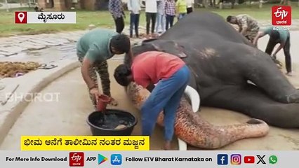 ದಸರಾ ಆನೆ ಭೀಮನಿಗೆ ಮಜ್ಜನ: ವಿಡಿಯೋ