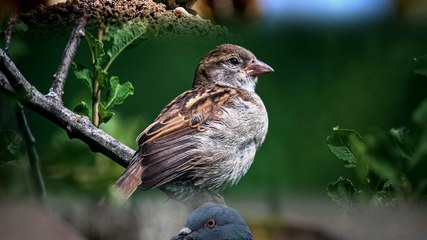 इन पक्षियों का घर में आना शुभ संकेत माना जाता है!