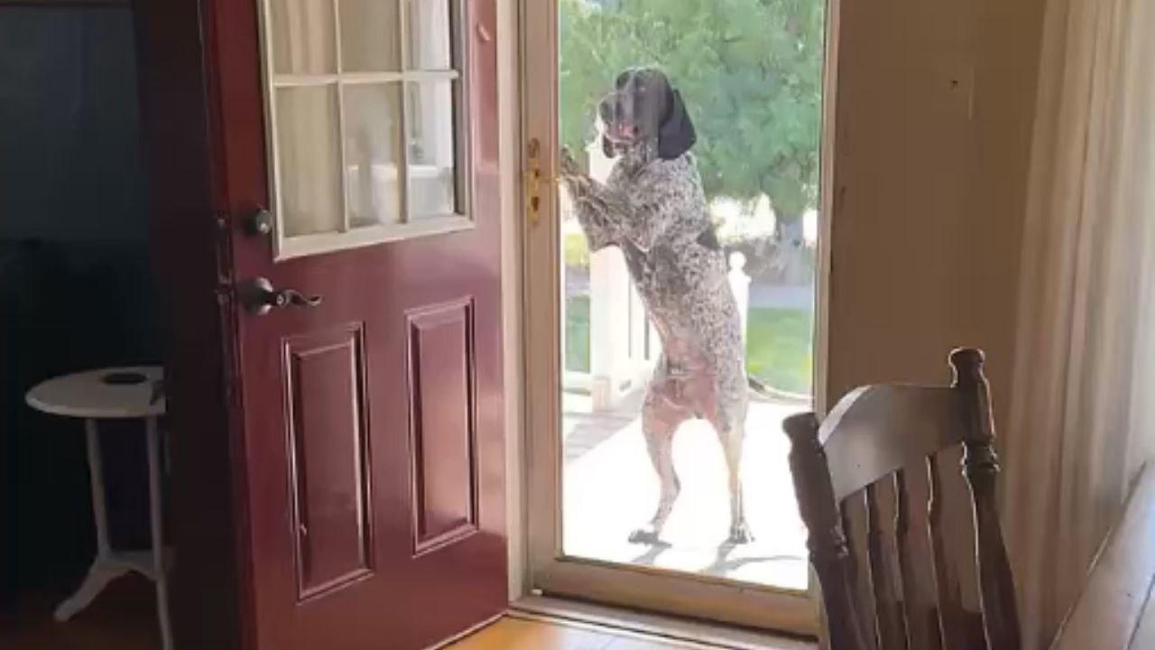 Dog refuses to wait for help and opens the door on his own