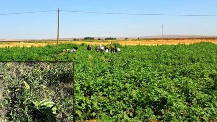 Yoldan geçen vatandaşlar için karpuz ekti: Ücretsiz herkes alabiliyor