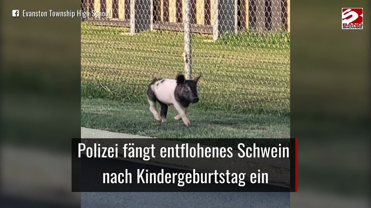 Polizei fängt entflohenes Schwein nach Kindergeburtstag ein