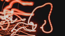 Schistosoma mansoni: el gusano parasitario que entra al cuerpo de manera silenciosa
