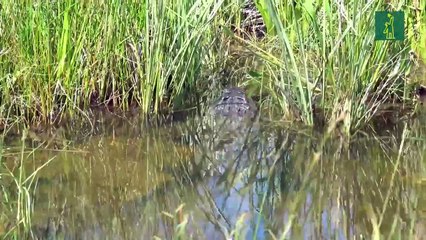 Everglades, un oasis de naturaleza que desafia al centro migratorio 'Alligator Alcatraz'