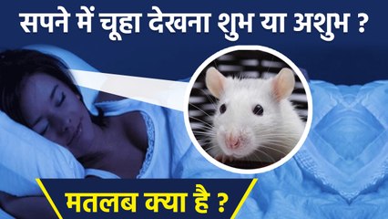 Mouse In Dream Meaning: सपने में चूहा देखने का मतलब क्या है, शुभ या अशुभ | Boldsky