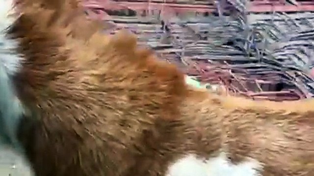 Tedda/Ablak Tedda/Cute Goat/Rajanpuri Tedda/Healthy Goat/Goat Farming/Teda Goat/Tedda Goat like Lion