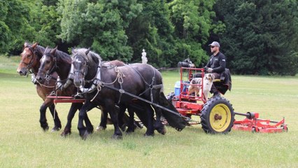 TRACTION ANIMALE dans les ESPACES VERTS avec SMDA