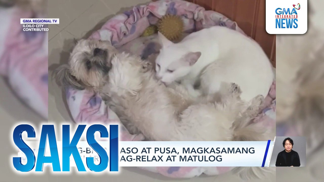 Mag-BFF na aso at pusa, magkasamang maglaro, mag-relax at matulog | Saksi