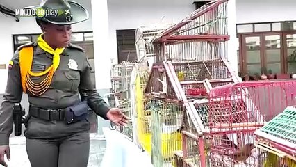 En Altavista pillaron 22 aves silvestres en una casa