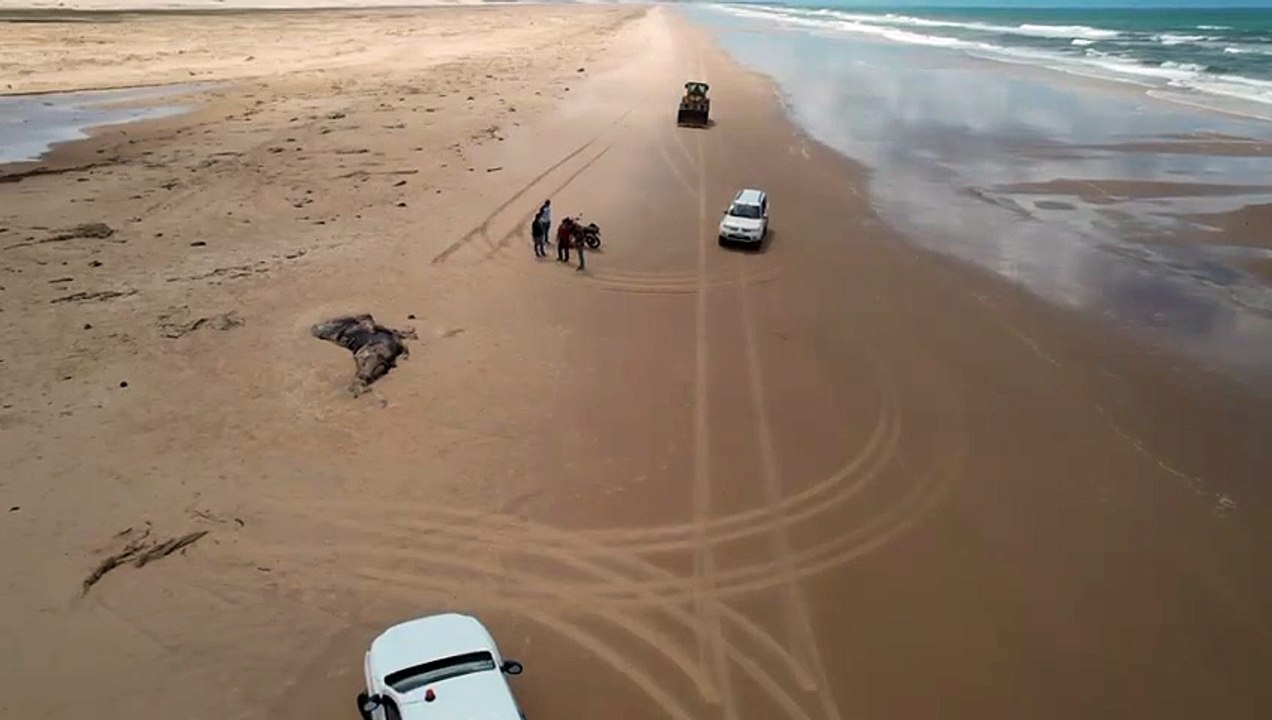Baleia-jubarte encalha morta com mordida de tubarão na praia do Pontal do Peba