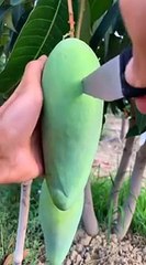 Green mango fruit cutting