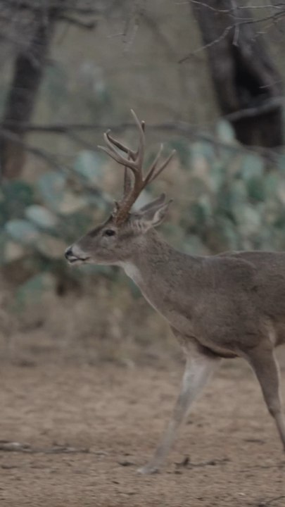 Huge Buck