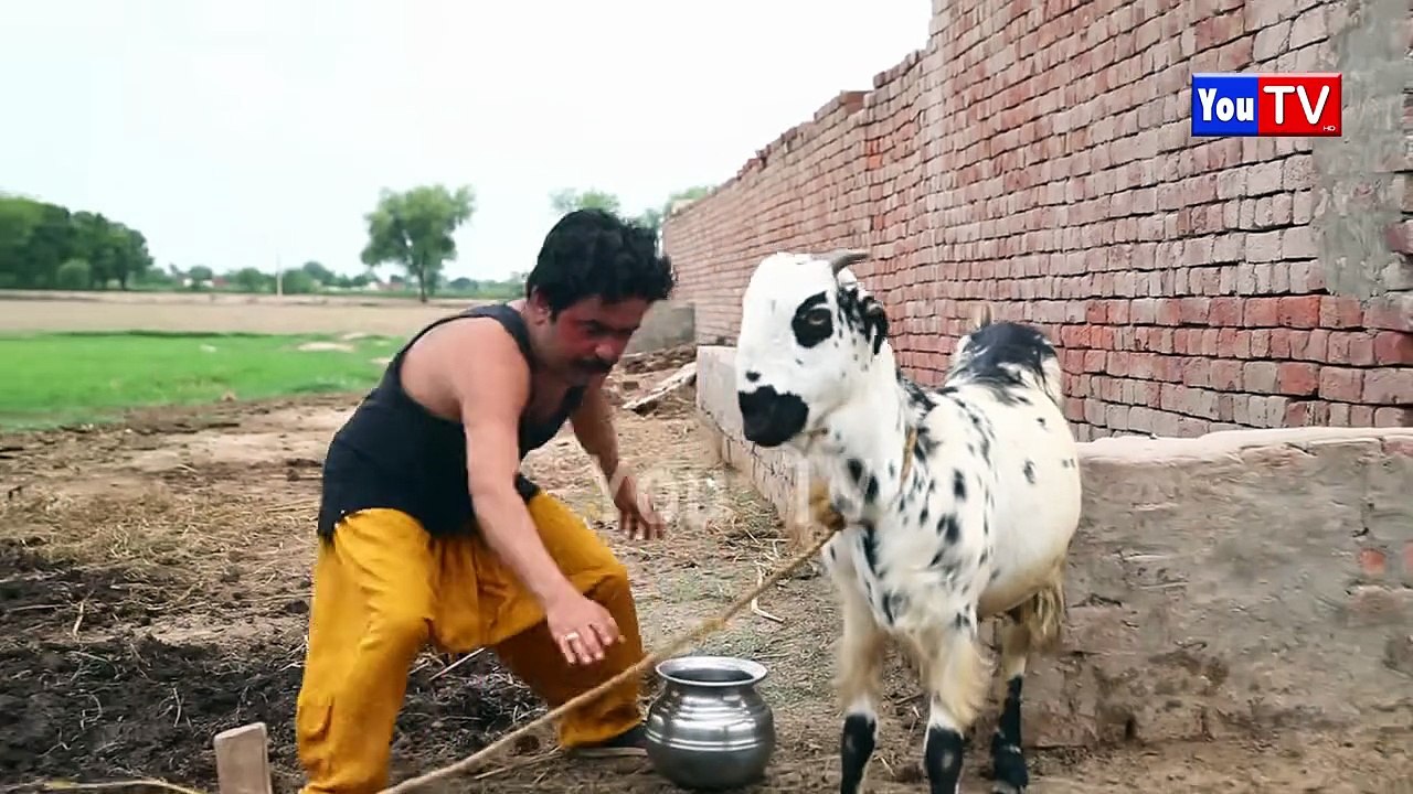 Number daar Ki Khaito Me Larai Numberar Funny Video _ Most Comedy Funny Video _ Numerdar Hd 2025