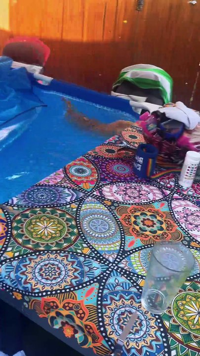 Why are cats so afraid of water 🥶 #fyp #foryou #cat #cats