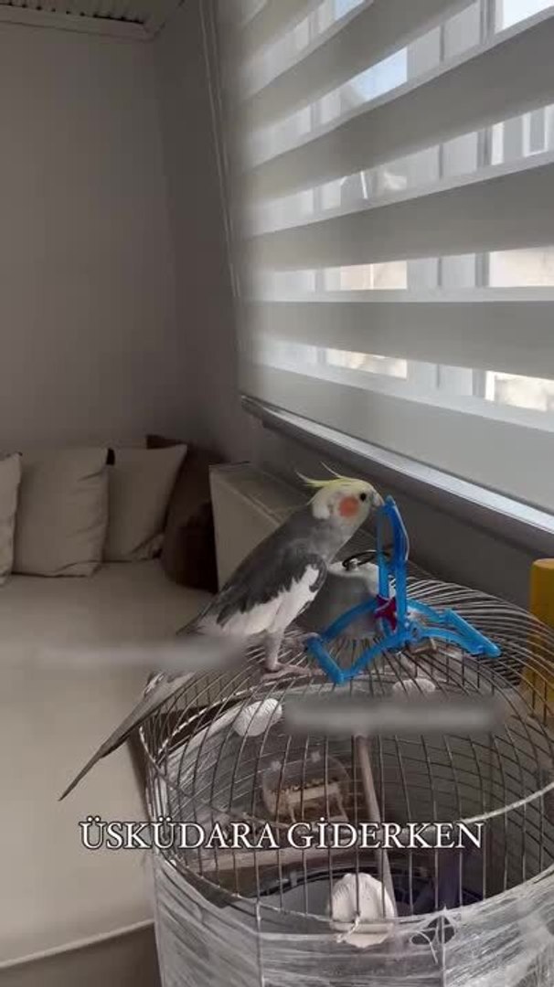 ⁣Parrot Sings Melody of Popular Turkish Song While Perched on Cage