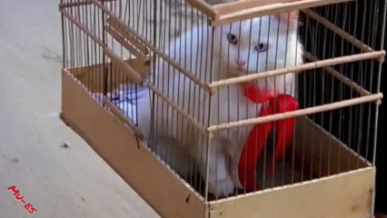 Hanım izle ☄️☄️DRAM☄️☄️YERLİ FİLM İZLE((1988))