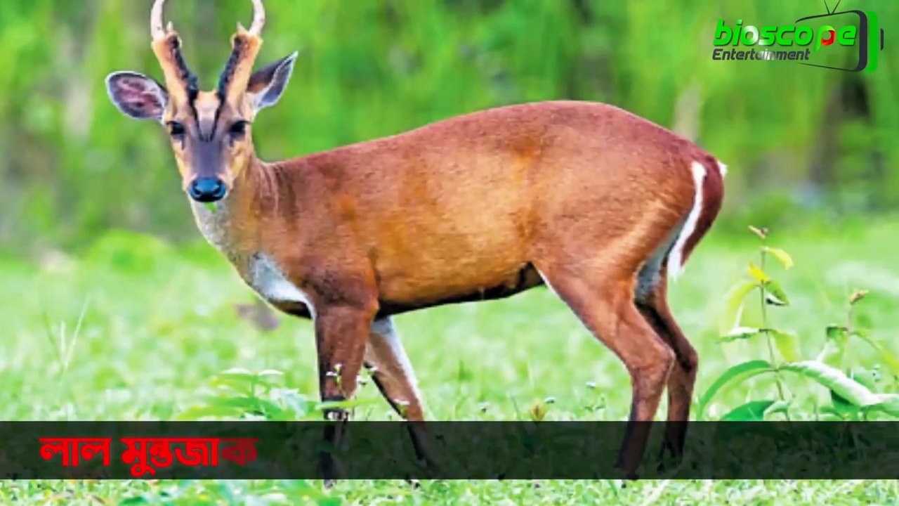 হরিণ সম্পর্কে অদ্ভুত ও অজানা তথ্য যা আপনাকে অবাক করবে অবশ্যই। Facts About Deer in Bangla - Narration