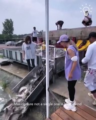 I bet you've never seen this many fish before!