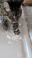 Cat Covers Itself in Thermocol Bits