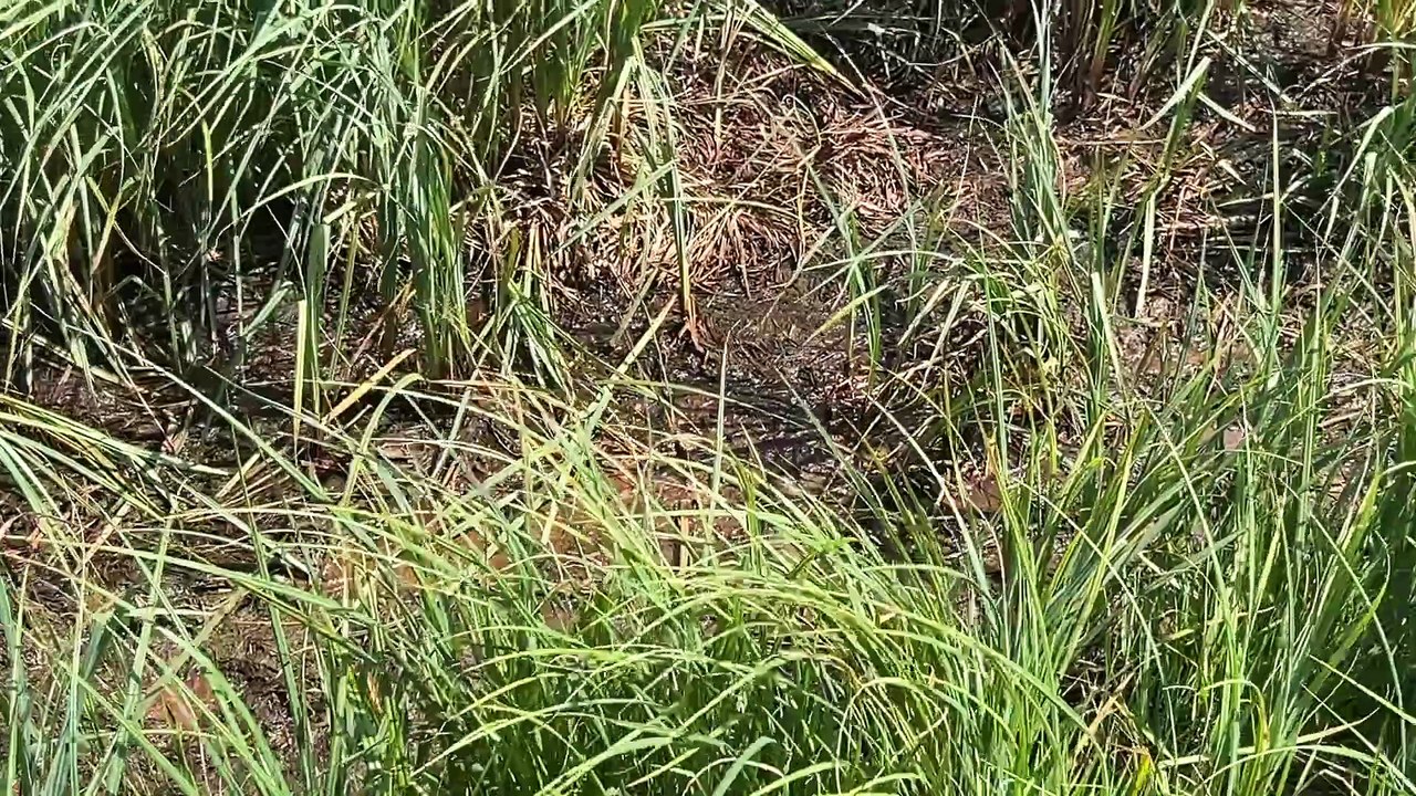 13 aout TOPO AD Activités forêt sécheresse