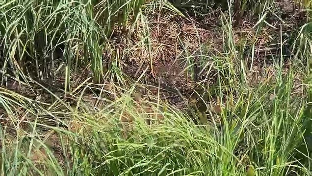 13 aout TOPO AD Activités forêt sécheresse