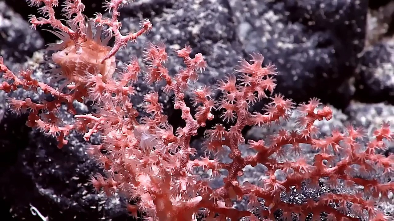 Enormous Monolith Discovered in the Ocean Near Papahānaumokuākea
