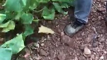 Uprooting cucumber plants