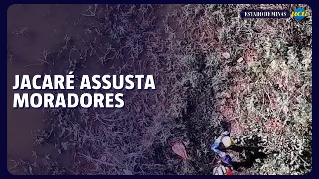 Jacaré Alfredo, mascote de Lagoa Santa, assusta moradores, mas está vivo