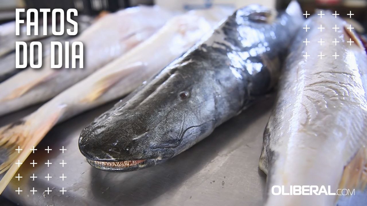 Preço do pescado recua pelo terceiro mês seguido em Belém, aponta Dieese