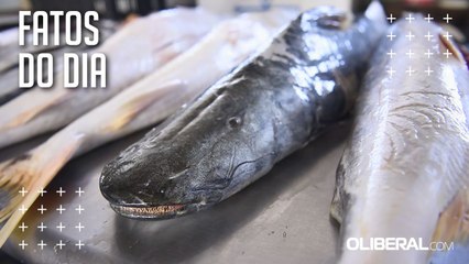 Preço do pescado recua pelo terceiro mês seguido em Belém, aponta Dieese