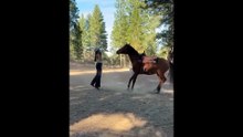 Playful Horses and Their Goofy Moments