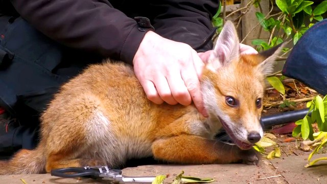 Tangled Baby Fox Calms Down For His Rescuer