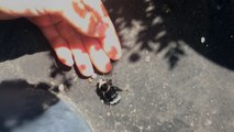 Wingless Bumblebee Asks Woman For Help, And...