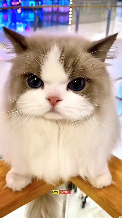 When Cats Attack… the Camera!