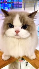 When Cats Attack… the Camera!