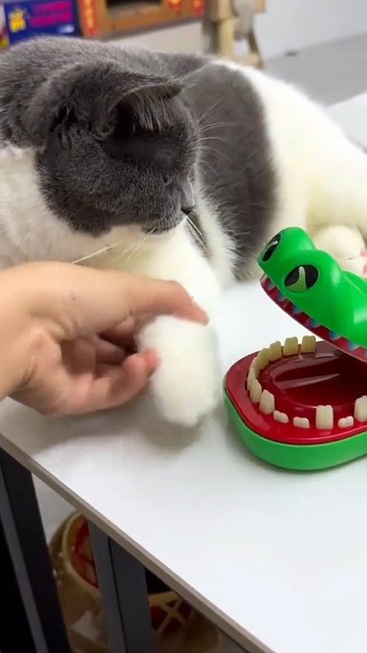 cat with crocodile toy