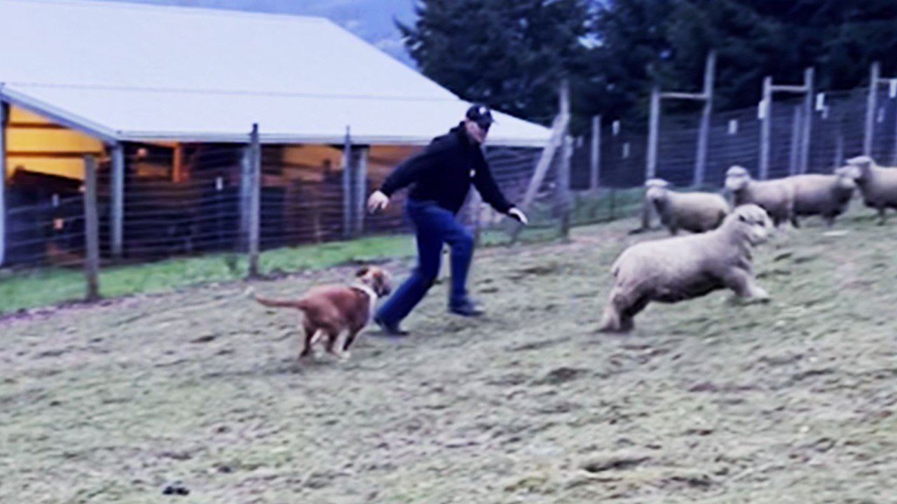 Lamb Was Adopted By A Dog After His Mother Rejected Him