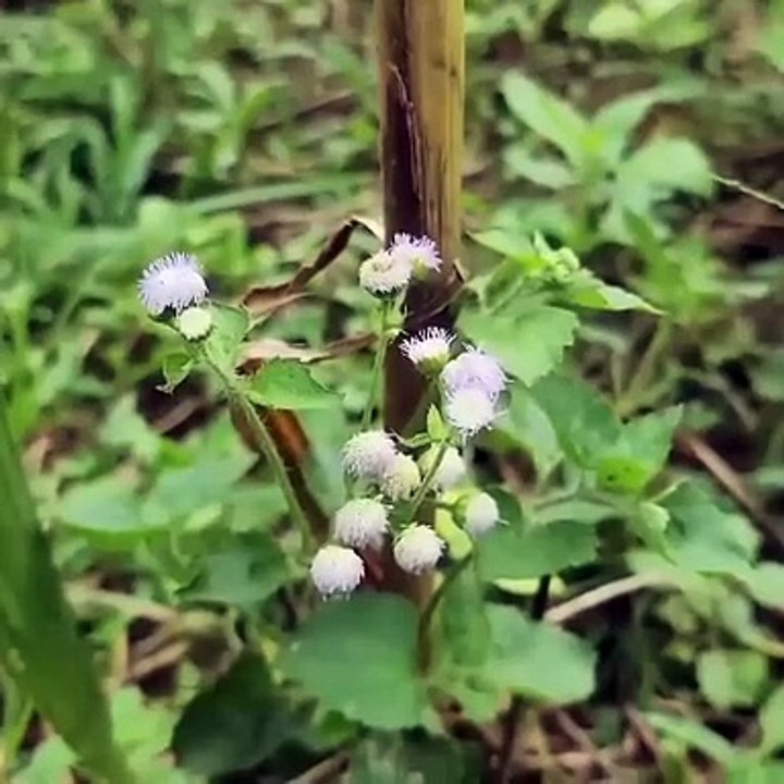 Overworked Single Mother Falls Ill | Struggle, Sacrifice & Hope