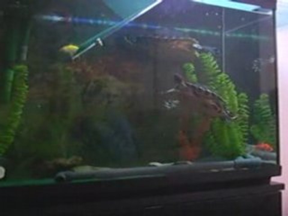 Dordokak arraiak Jaten 3