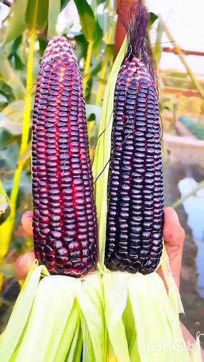 Sweet corn farming