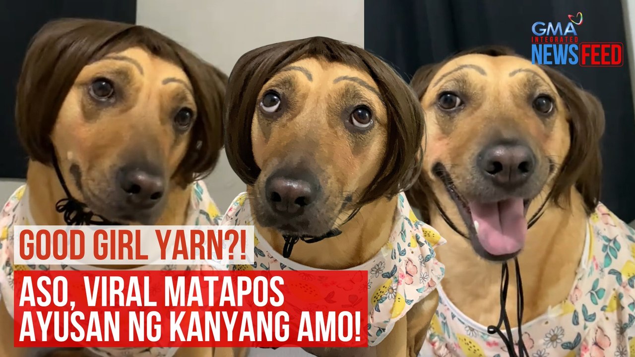 GOOD GIRL YARN?! Aso, viral matapos ayusan ng kanyang amo! | GMA Integrated Newsfeed